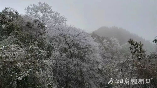 救命！为什么大家都挤破头要去内江看雪？
