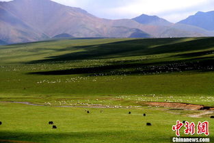 Day4：祁连山脉徒步&土拨鼠追踪记