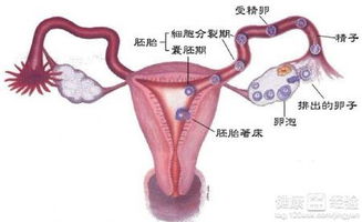 ② 这一些标准到底是啥意思？不必严格解读，只要了解它们能帮你确认自己是不是“被困在荷尔蒙里”就行。