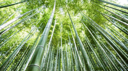 竹子生长在房屋周围会影响风水吗？