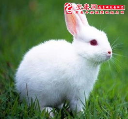 周公解梦1000例中，兔子出现意味着什么？