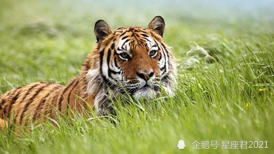属猪和属虎能否共同事业，属虎和属猪相刑是什么意思？