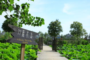 薰衣庄园旅游攻略路线：一场紫色的梦，还是坑？