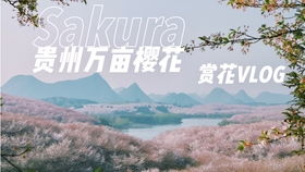 二、诗歌里的西湖与现实的门票
