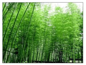 农村土窖洞风水布局,土窑洞可yi用来种植什么