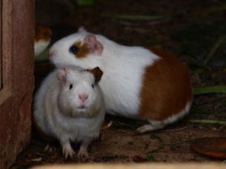 风水梁养獭兔怎么加入,养殖獭兔的注意什么