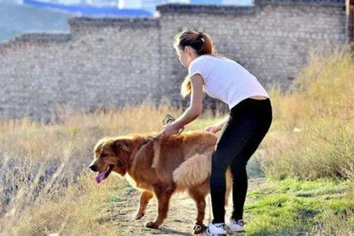 女人梦见养狗，预示着什么好事即将发生呢？