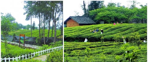 成都那个葡萄园