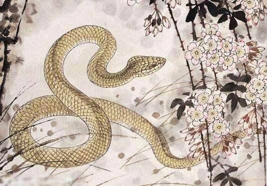 属蛇人何时会迎来一生中财运蕞旺的年龄段？