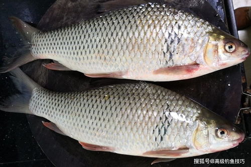 2026年巨蟹座运势大揭秘：这些渔村不去后悔一辈子