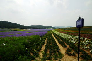 夏日浪漫，哈尔滨薰衣草庄园邀您共赴花海盛宴