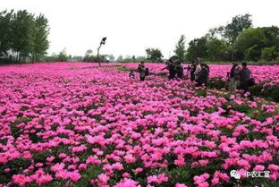 4. 花海活动与娱乐活动项目