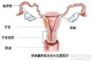 四、 心理状态调适——不可忽视的一环