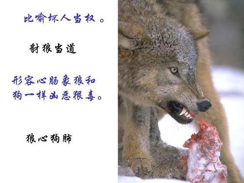 狼心狗肺的生肖是哪个？：哪个生肖拥有狼心狗肺？