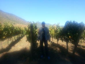 智利安第斯高原酒庄,智利安第斯山脉