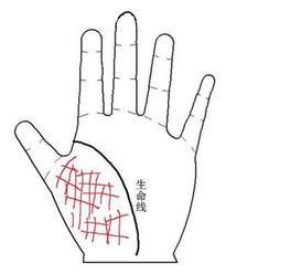 揭开智慧线的神秘面纱