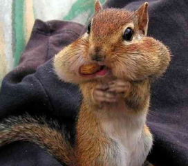 那东西夜晚，我不该去那座山