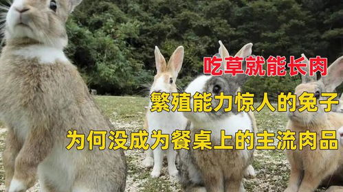公兔母兔的爱情三十六计
