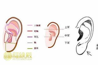 二、耳朵上的小点点：福气？我看是晦气！