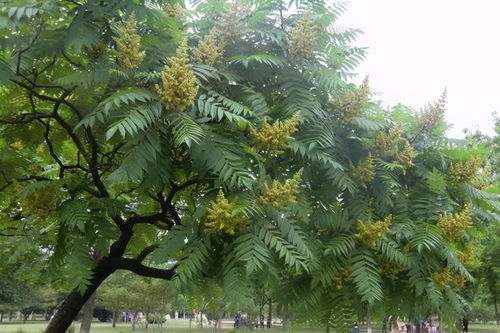 香椿树在风水上有哪些说法和寓意？