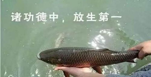 1.1 蛇与双子：相冲还是相合？