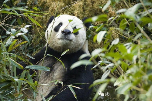 二、 神秘新区域——小熊猫生态放养区（别叫它“萌萌哒”）