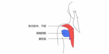 骨瘦如柴的生肖是什么意思？指的是哪个生肖？