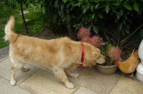 93年男鸡与94年女狗结婚，对双方有何不利影响？