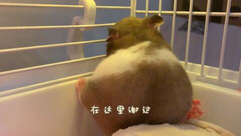 起名就得整点儿花活