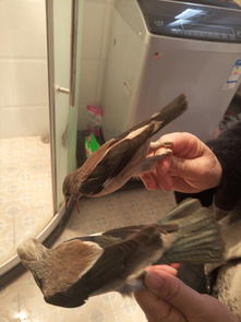 小鸟飞进家里什么风水,小鸟飞进家里好不好