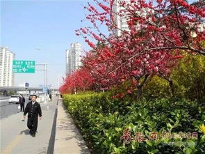青岛莱西市春季赏花观赏时间、 地点，全盘点！🚗💨（噪音模式）