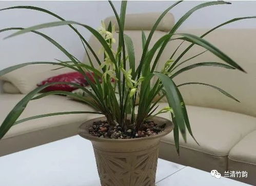 啊啊啊养护不当会遭报应？！