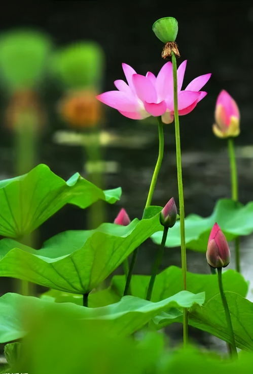 乙木在酉月：一场秋日里的生存大作战