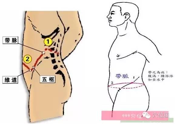 带脉——那个被遗忘的