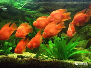 风水常识：鱼缸选择与摆放