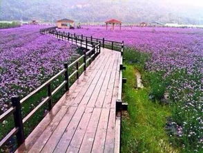 绝了！温州花海凭什么这么火？