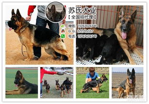 七月份哪一天适合狗场吉日，盘锦地区有哪些狗场可以改？