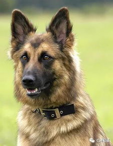 坟上有狼狗出现什么风水意思,坟上有狼狗出现什么风水意思