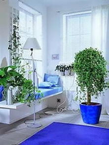 绿植之选，  福寿安康