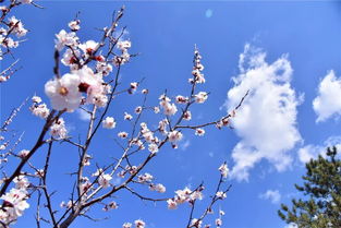 各种花的观赏地点（乱七八糟的整理）