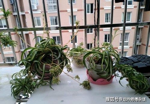 绿色：草本植物的象征?