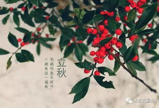 立秋吉日吉时有哪些传统习俗可以体验？
