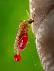 夏天风水池有蚊子,家里有水池会生蚊子