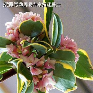 女命八字中的桃花代表什么,女命里的桃花是什么