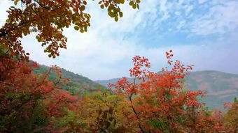 五一期间，有没有人想探秘黄河，邂逅三门峡景区的自然奇观呢？