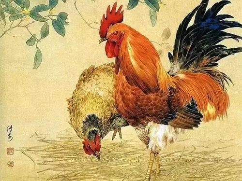 鸡言鸡语大赏