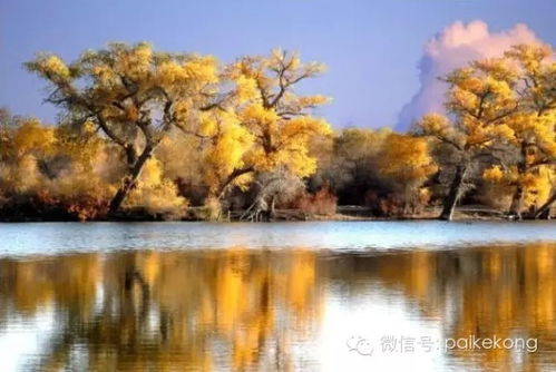 饿死在额济纳的美食攻略