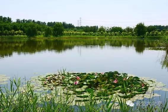 2. 汉石桥湿地：北京最后再来看的芦苇荡