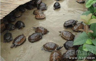 风水上讲养甲鱼的好处是什么,风水学家中养甲鱼好吗