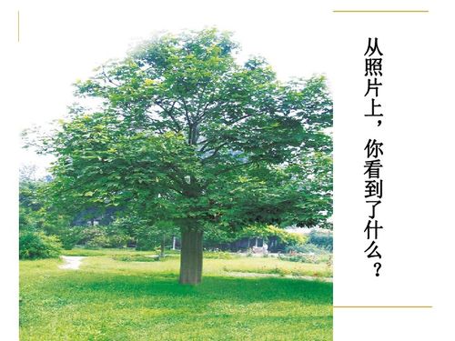 乙木每日颜色究竟是什么，最忌讳遇到哪种颜色？
